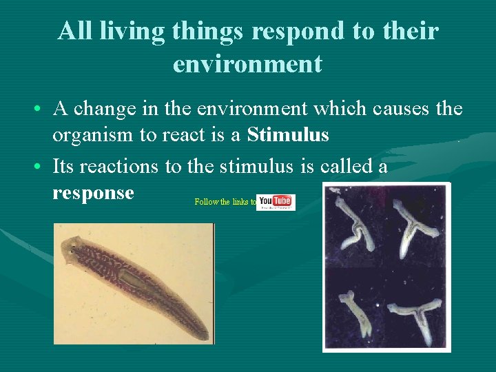 All living things respond to their environment • A change in the environment which All living things respond to their environment • A change in the environment which