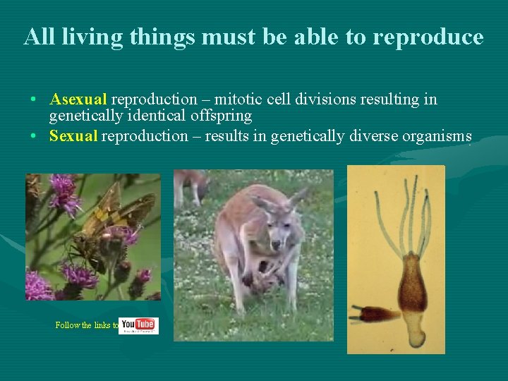 All living things must be able to reproduce • Asexual reproduction – mitotic cell All living things must be able to reproduce • Asexual reproduction – mitotic cell