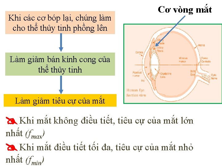Khi các cơ bóp lại, chúng làm cho thể thủy tinh phồng lên Cơ