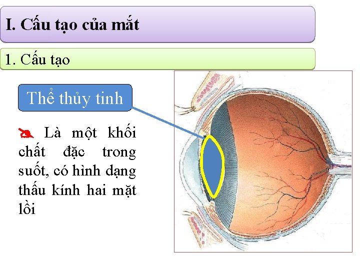 I. Cấu tạo của mắt 1. Cấu tạo Thể thủy tinh Là một khối