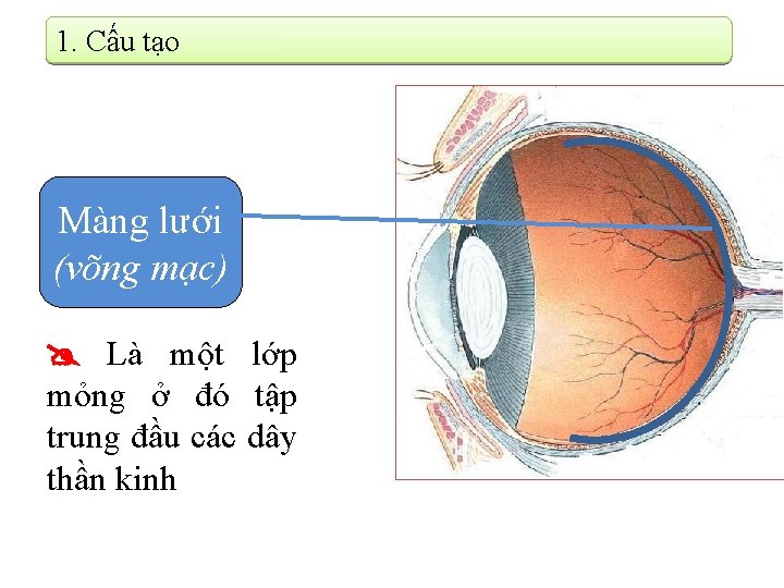 1. Cấu tạo Màng lưới (võng mạc) Là một lớp mỏng ở đó tập