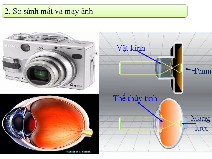 2. So sánh mắt và máy ảnh Vật kính Phim Thể thủy tinh Màng