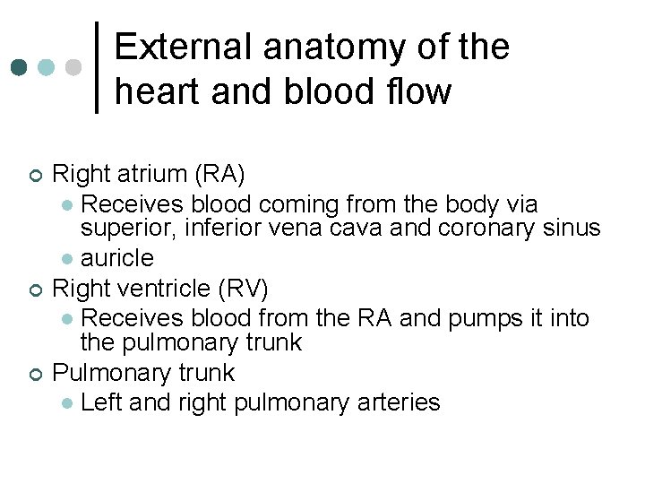 External anatomy of the heart and blood flow ¢ ¢ ¢ Right atrium (RA)