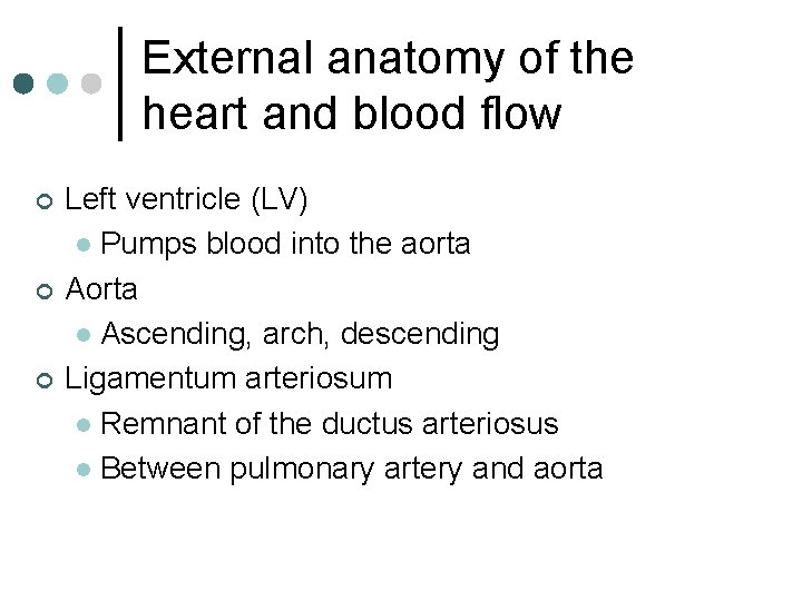 External anatomy of the heart and blood flow ¢ ¢ ¢ Left ventricle (LV)