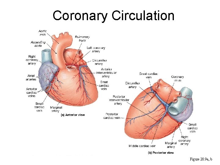 Coronary Circulation Figure 20. 9 a, b 