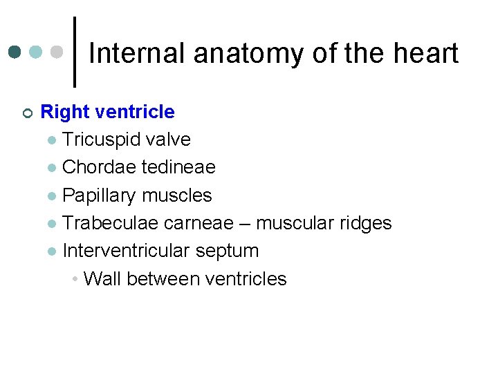Internal anatomy of the heart ¢ Right ventricle l Tricuspid valve l Chordae tedineae