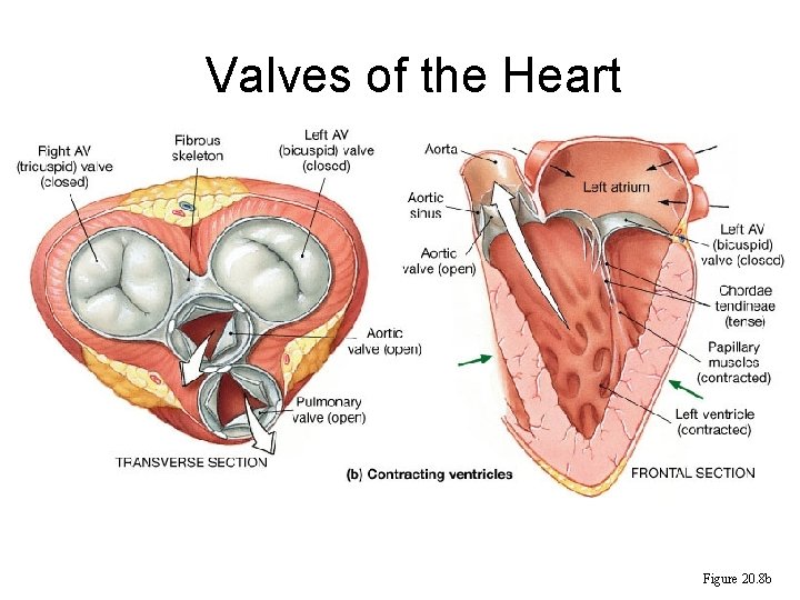 Valves of the Heart Figure 20. 8 b 