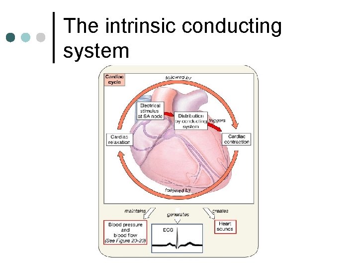 The intrinsic conducting system 
