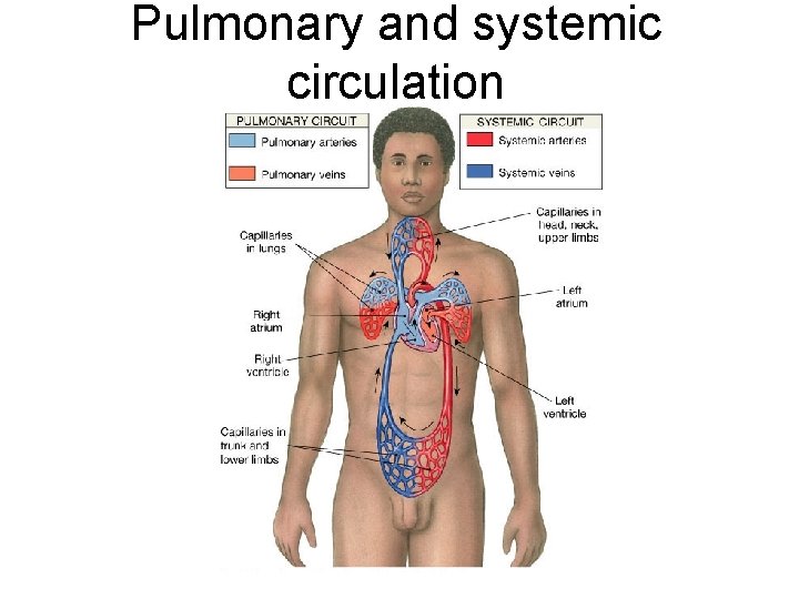 Pulmonary and systemic circulation 
