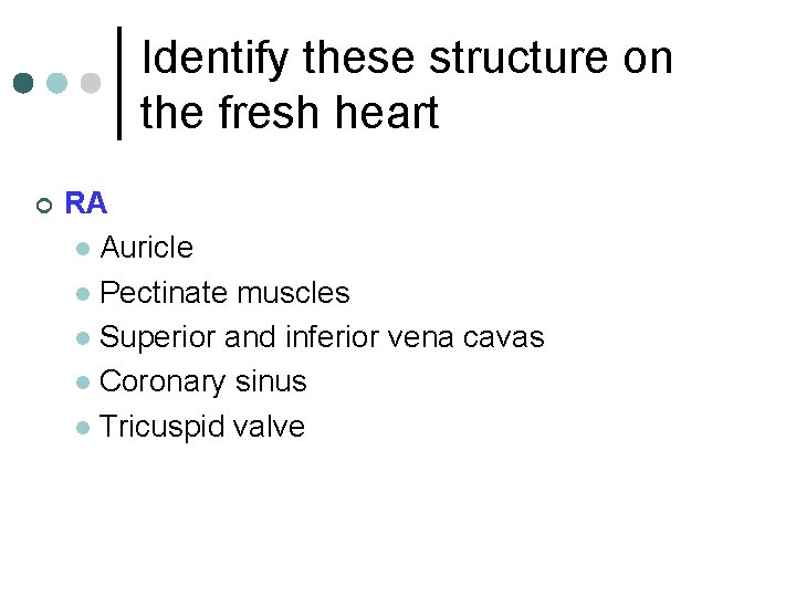 Identify these structure on the fresh heart ¢ RA l Auricle l Pectinate muscles