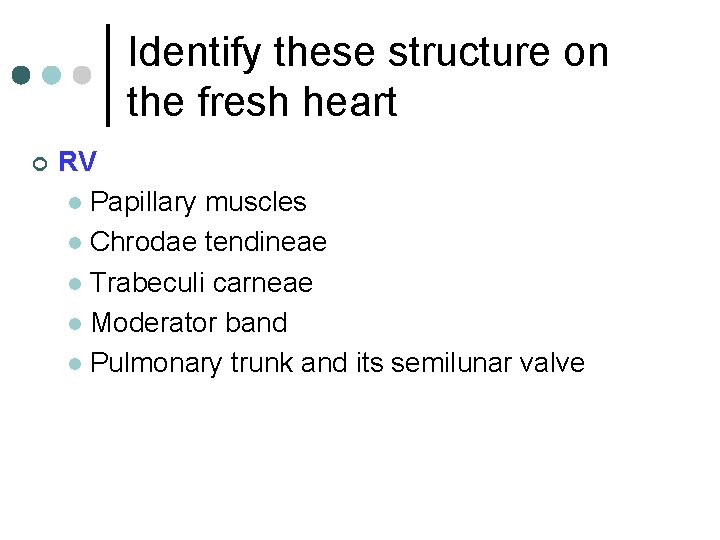 Identify these structure on the fresh heart ¢ RV l Papillary muscles l Chrodae
