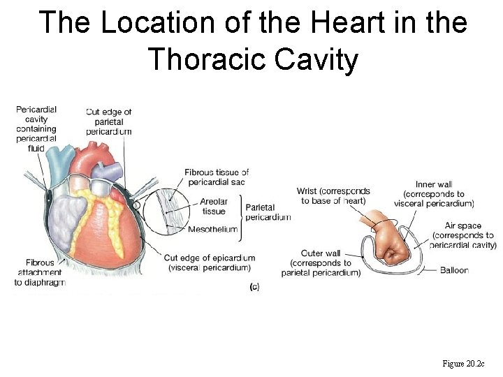 The Location of the Heart in the Thoracic Cavity Figure 20. 2 c 