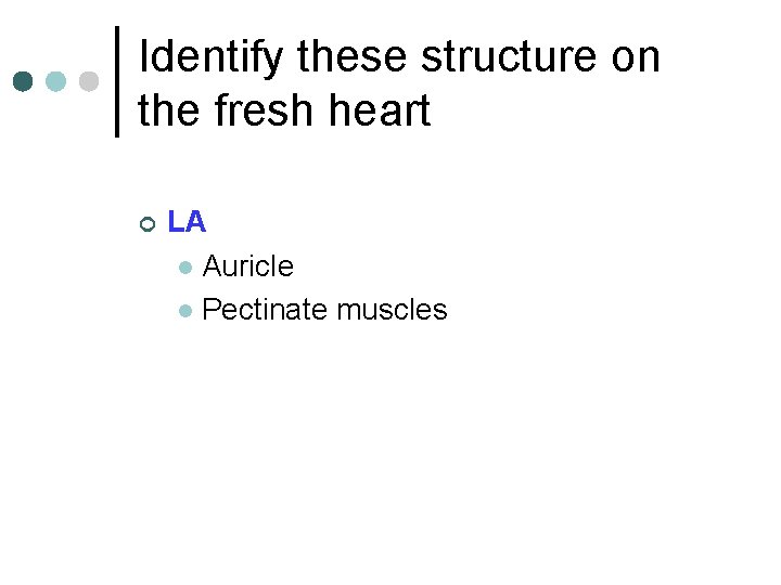 Identify these structure on the fresh heart ¢ LA l Auricle l Pectinate muscles