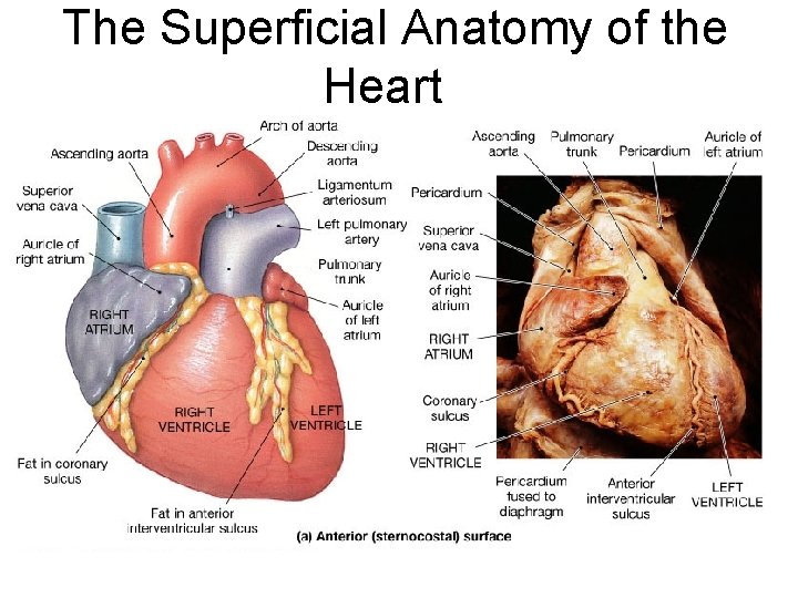 The Superficial Anatomy of the Heart 