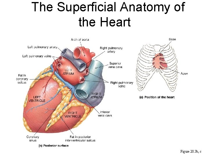 The Superficial Anatomy of the Heart Figure 20. 3 b, c 
