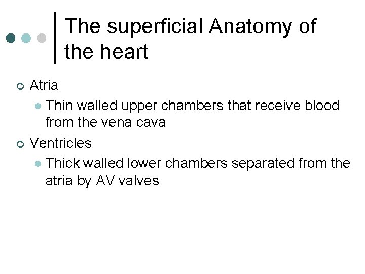 The superficial Anatomy of the heart ¢ ¢ Atria l Thin walled upper chambers