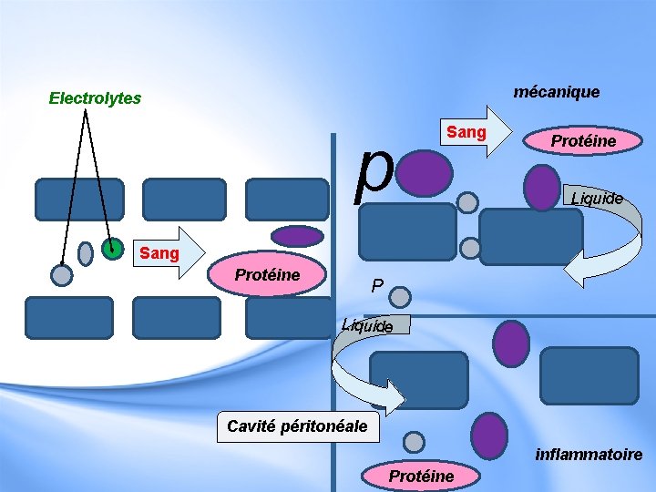 mécanique Electrolytes p Sang Protéine Liquide Sang Protéine P Liquide Cavité péritonéale inflammatoire Protéine