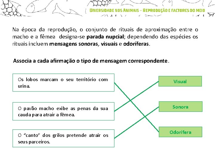 Na época da reprodução, o conjunto de rituais de aproximação entre o macho e