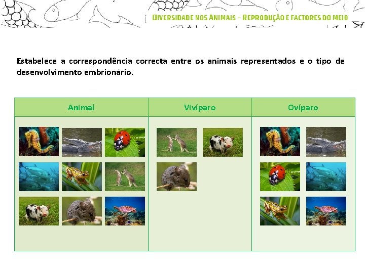 Estabelece a correspondência correcta entre os animais representados e o tipo de desenvolvimento embrionário.