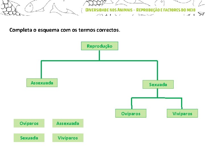 Completa o esquema com os termos correctos. Reprodução Assexuada Sexuada Ovíparos Assexuada Sexuada Vivíparos