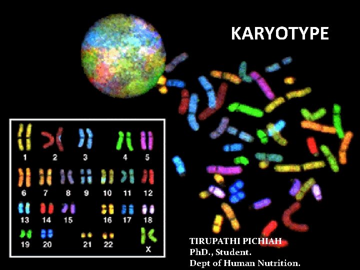 KARYOTYPE TIRUPATHI PICHIAH Ph. D. , Student. Dept of Human Nutrition. 