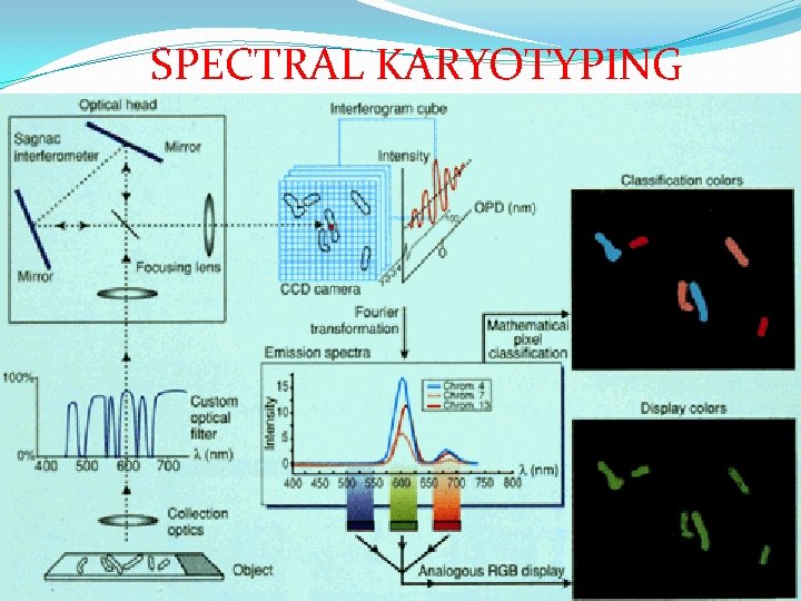 SPECTRAL KARYOTYPING 