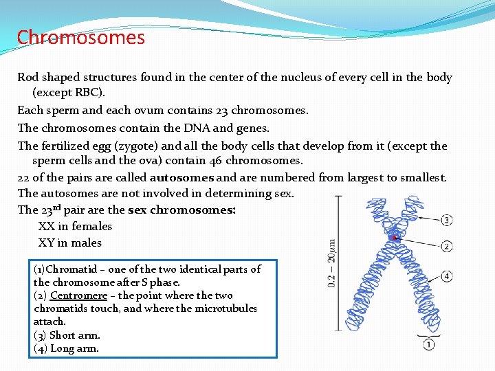 Chromosomes Rod shaped structures found in the center of the nucleus of every cell