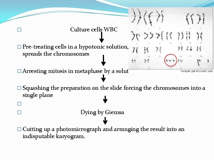 � Culture cells WBC � Pre-treating cells in a hypotonic solution, which swells them