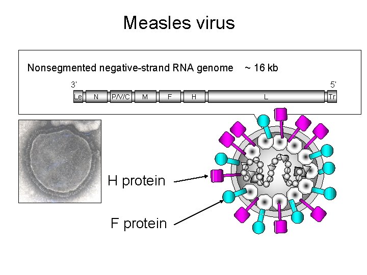 Measles virus Nonsegmented negative-strand RNA genome ~ 16 kb 3’ Le 5’ N P/V/C