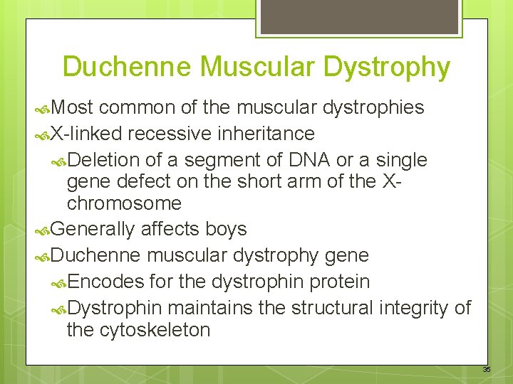 Duchenne Muscular Dystrophy Most common of the muscular dystrophies X-linked recessive inheritance Deletion of