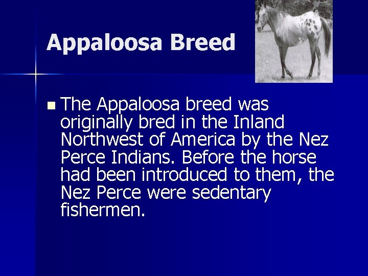 Appaloosa Breed n The Appaloosa breed was originally bred in the Inland Northwest of
