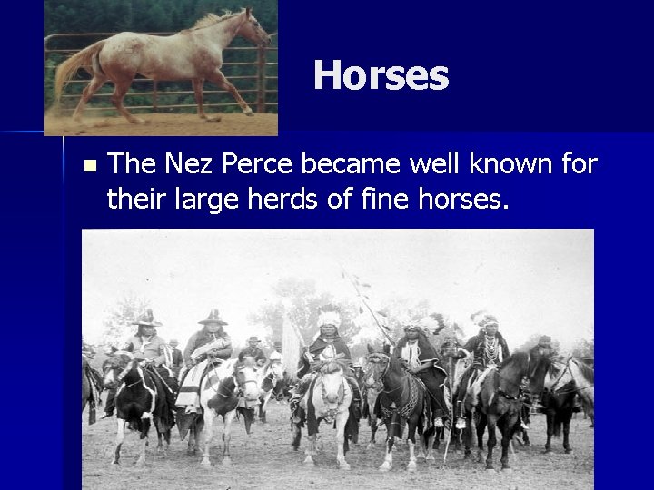 Horses n The Nez Perce became well known for their large herds of fine