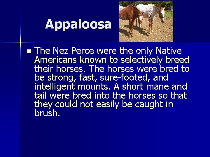 Appaloosa n The Nez Perce were the only Native Americans known to selectively breed