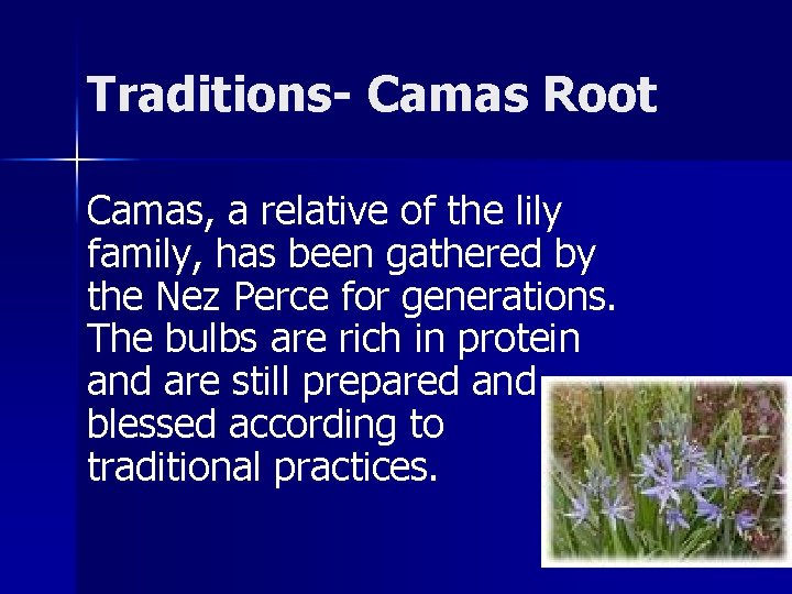 Traditions- Camas Root Camas, a relative of the lily family, has been gathered by