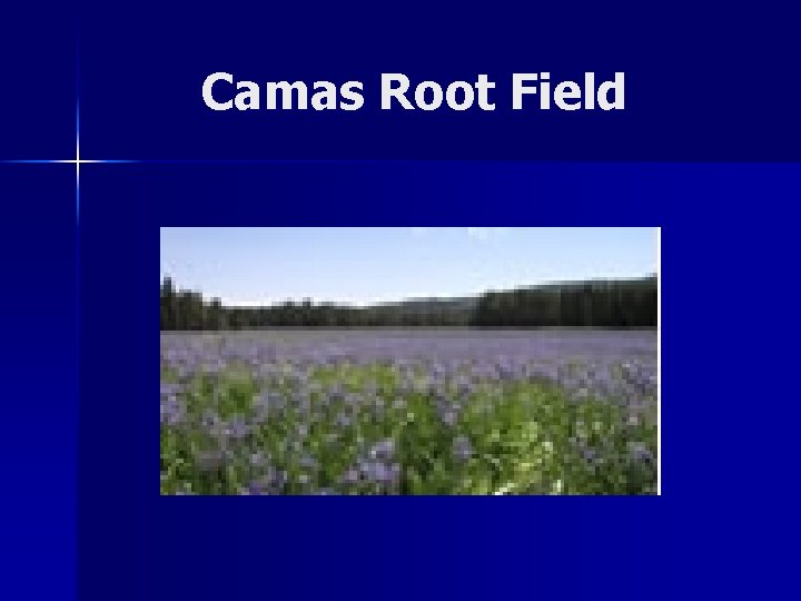 Camas Root Field 