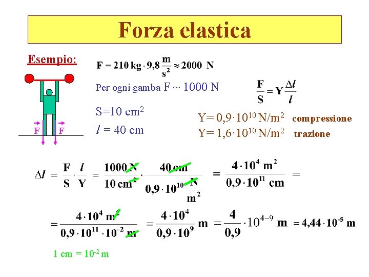 Forza elastica Esempio: Per ogni gamba F F S=10 cm 2 l = 40