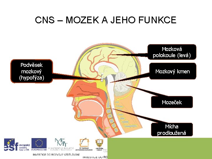 CNS – MOZEK A JEHO FUNKCE Mozková polokoule (levá) Podvěsek mozkový (hypofýza) Mozkový kmen