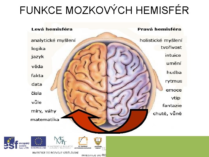 FUNKCE MOZKOVÝCH HEMISFÉR 