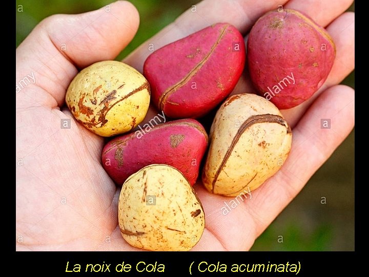 La noix de Cola ( Cola acuminata) 