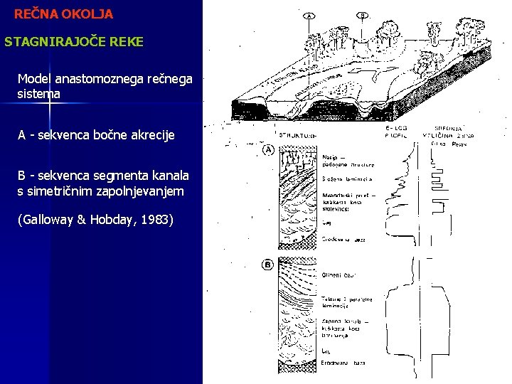 REČNA OKOLJA STAGNIRAJOČE REKE Model anastomoznega rečnega sistema A - sekvenca bočne akrecije B