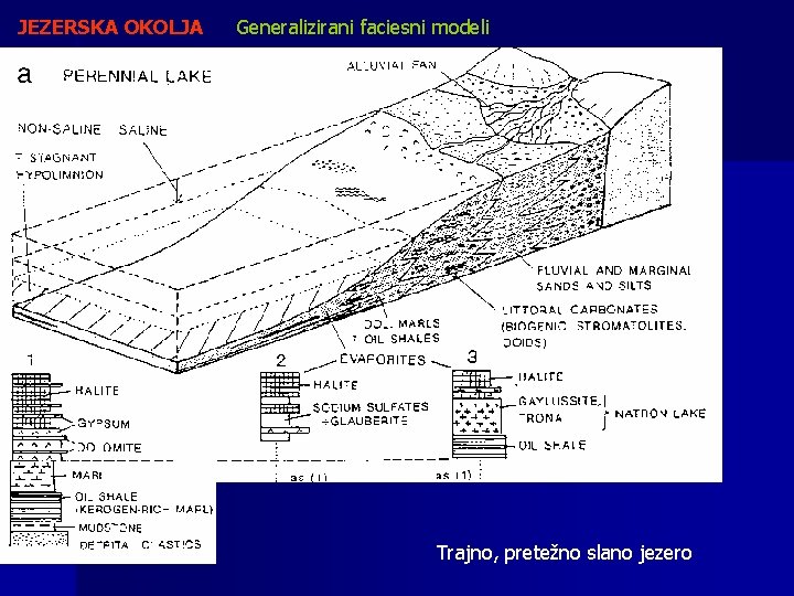 JEZERSKA OKOLJA Generalizirani faciesni modeli Trajno, pretežno slano jezero 