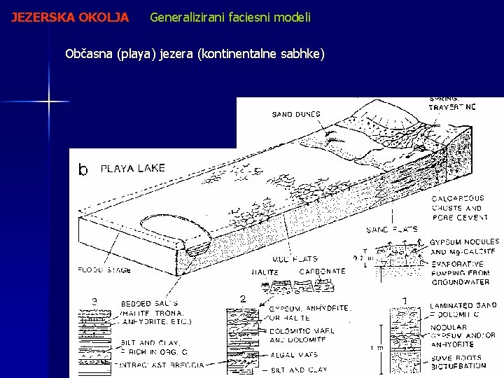 JEZERSKA OKOLJA Generalizirani faciesni modeli Občasna (playa) jezera (kontinentalne sabhke) 