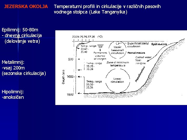 JEZERSKA OKOLJA Epilimnij: 50 -80 m - dnevna cirkulacija (delovanje vetra) Metalimnij: -vsaj 200