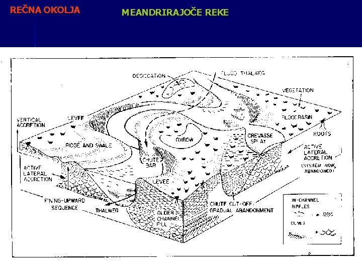 REČNA OKOLJA MEANDRIRAJOČE REKE 