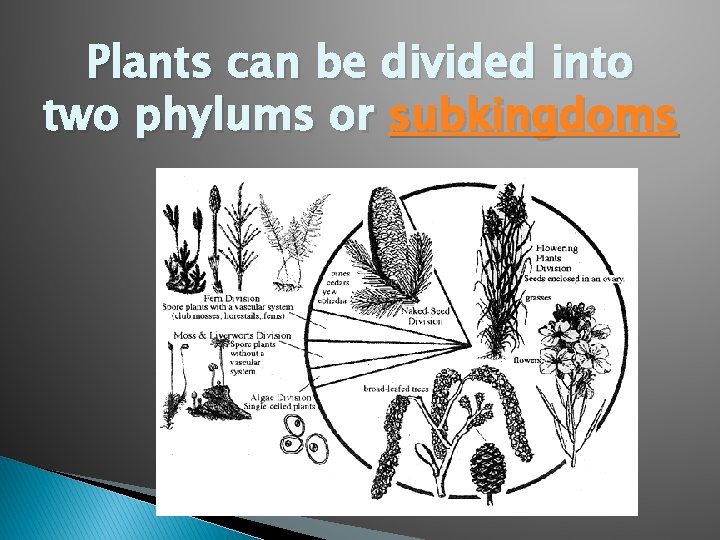 Plants can be divided into two phylums or subkingdoms 