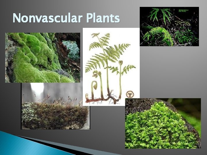 Nonvascular Plants 