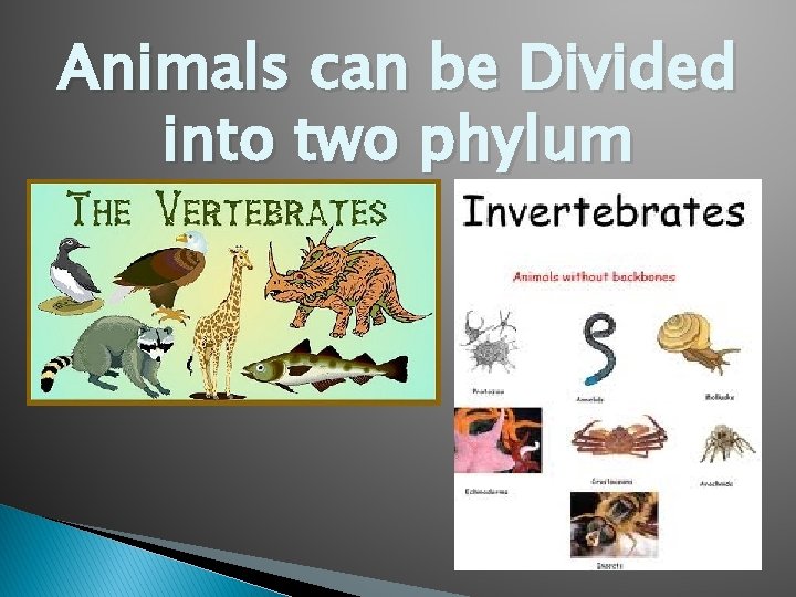 Animals can be Divided into two phylum 