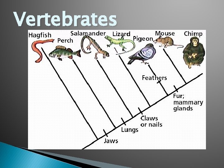 Vertebrates 