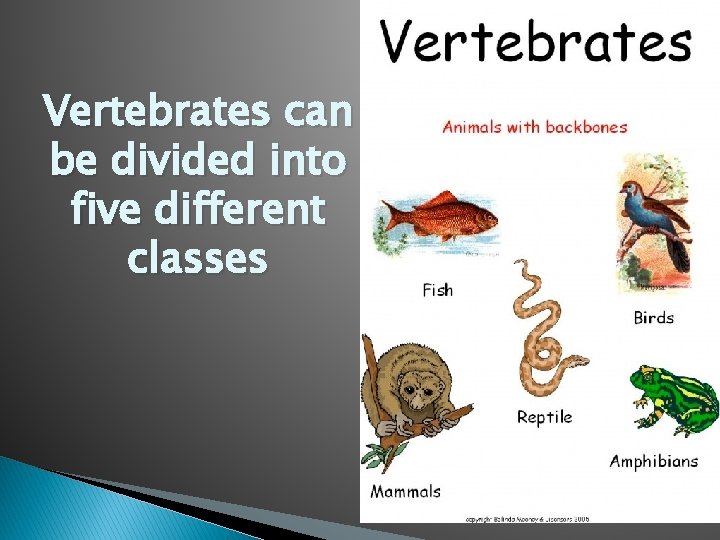Vertebrates can be divided into five different classes 
