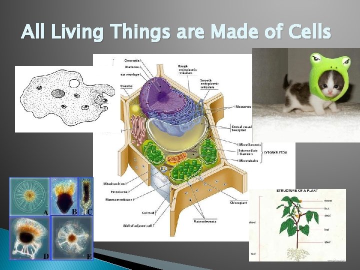 All Living Things are Made of Cells 